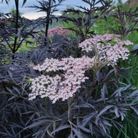 Sambucus Black lace, črni čipkasti bezeg