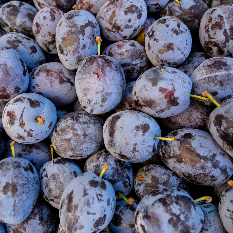 Prunus domestica Stanley