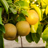 Pyrus pyrifolia Nashi, Naši