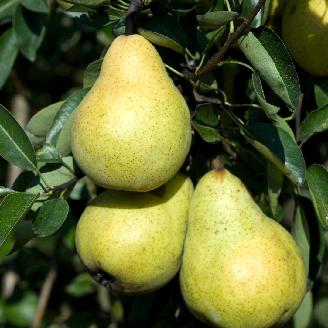 Pyrus communis Williams, Hruška viljamovka