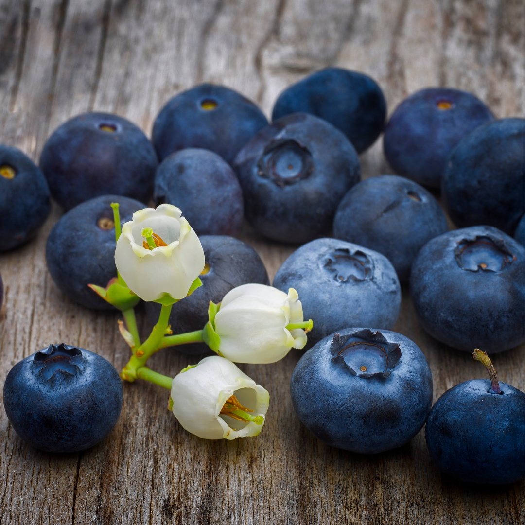 Vaccinium corymbosum, ameriška borovnica