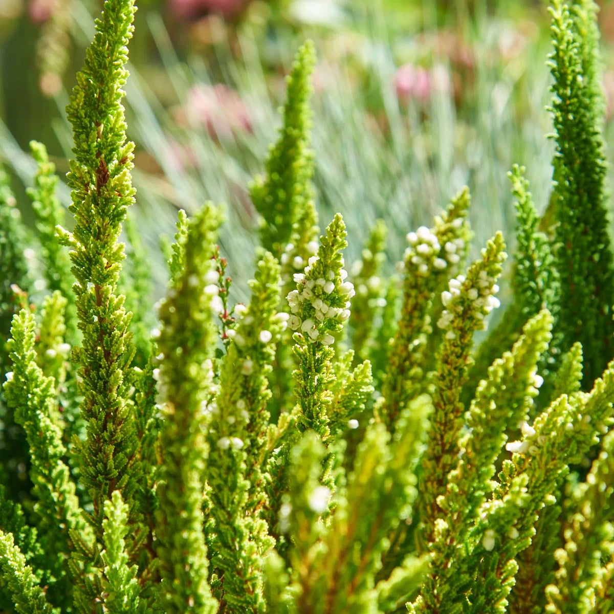 Calluna vulgaris 'Beauty Ladies Skyline' resa