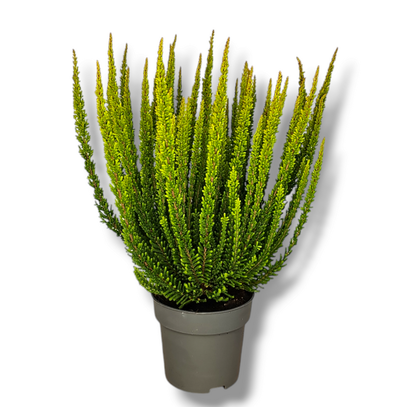 Calluna vulgaris 'Beauty Ladies Skyline' resa