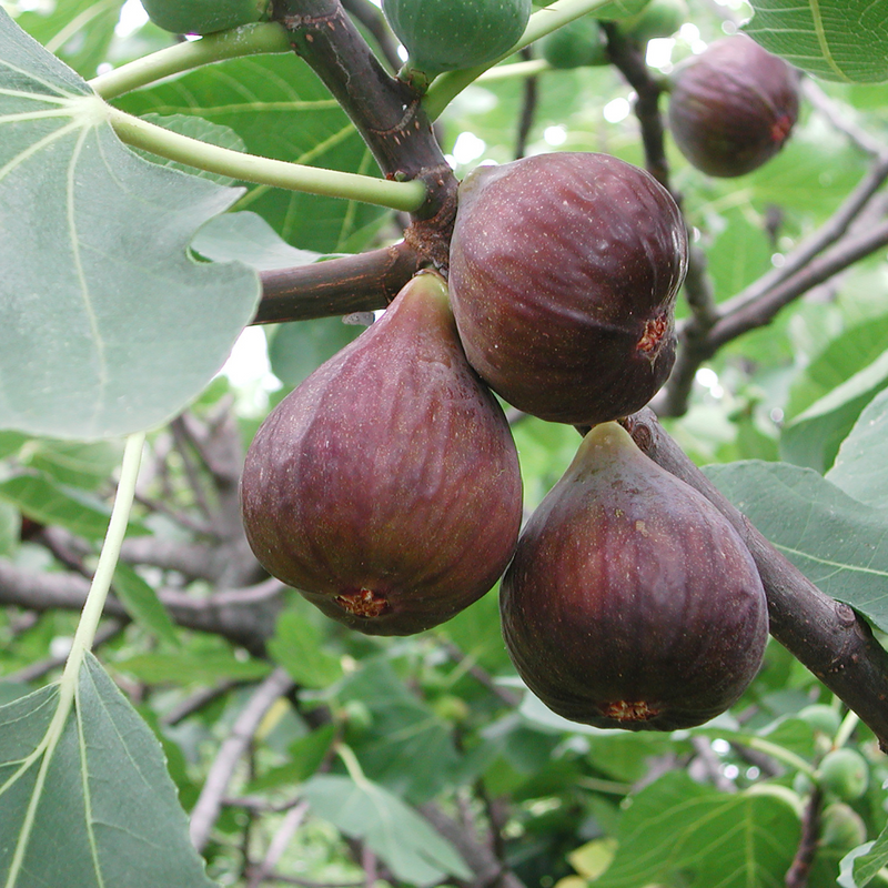 Ficus carica Brogiotto, Smokva figa