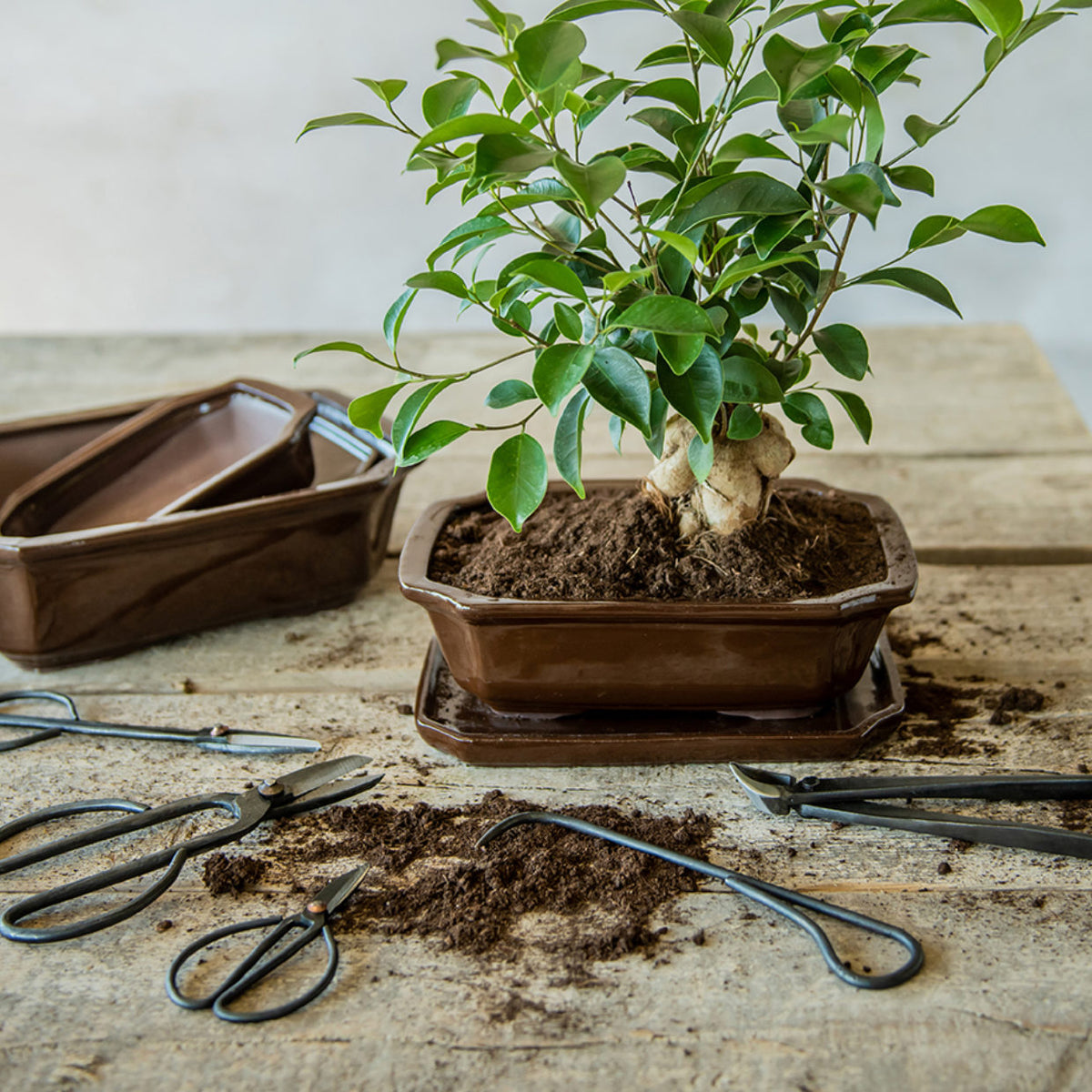 Škarje za bonsai več velikosti