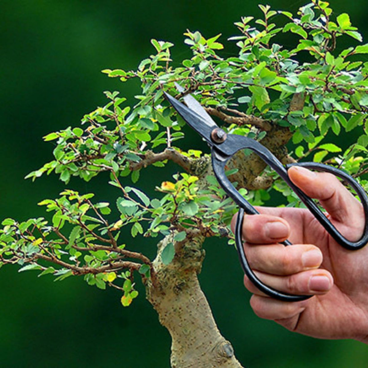 škarje za bonsai