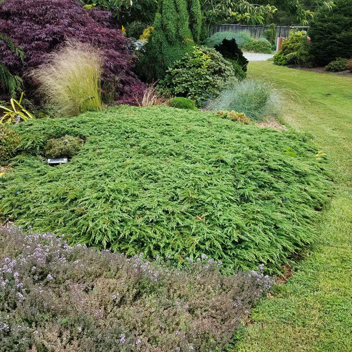 Juniperus communis 'Green Carpet' nizki brin