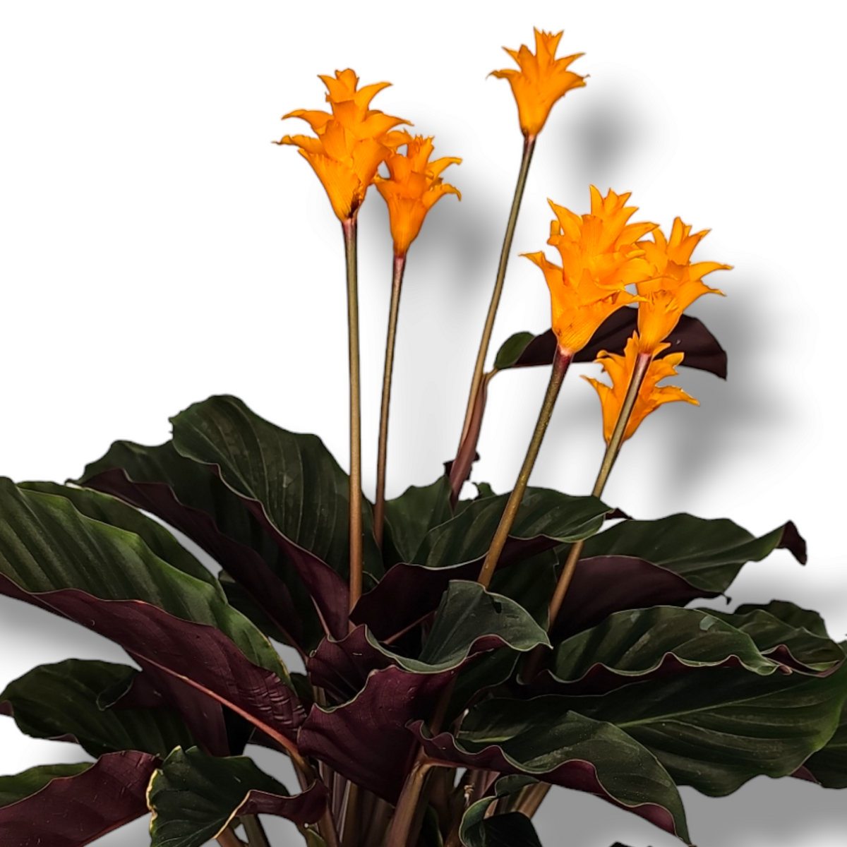 Calathea Crocata, kalateja krokata