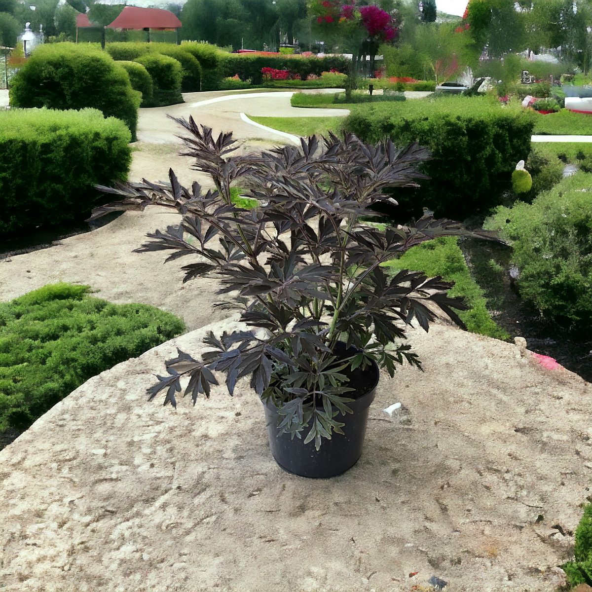 Sambucus Black lace, črni čipkasti bezeg