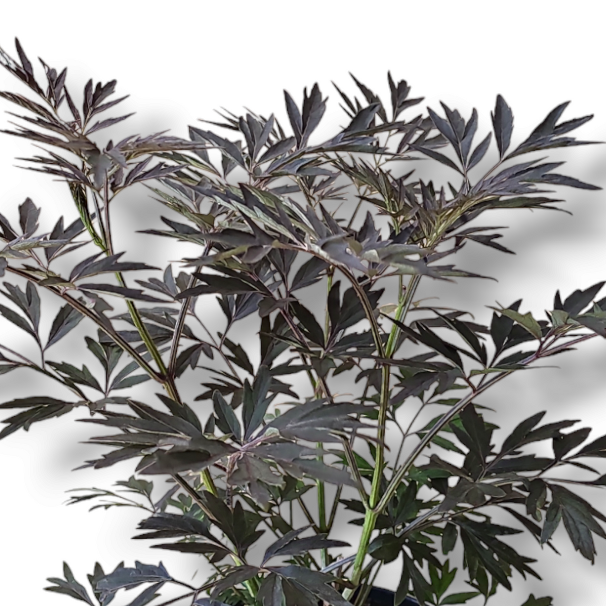 Sambucus Black lace, črni čipkasti bezeg