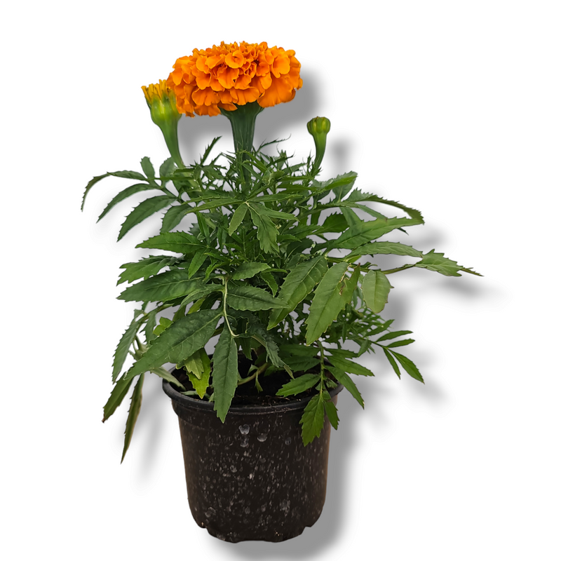 Tagetes patula, Žametnica