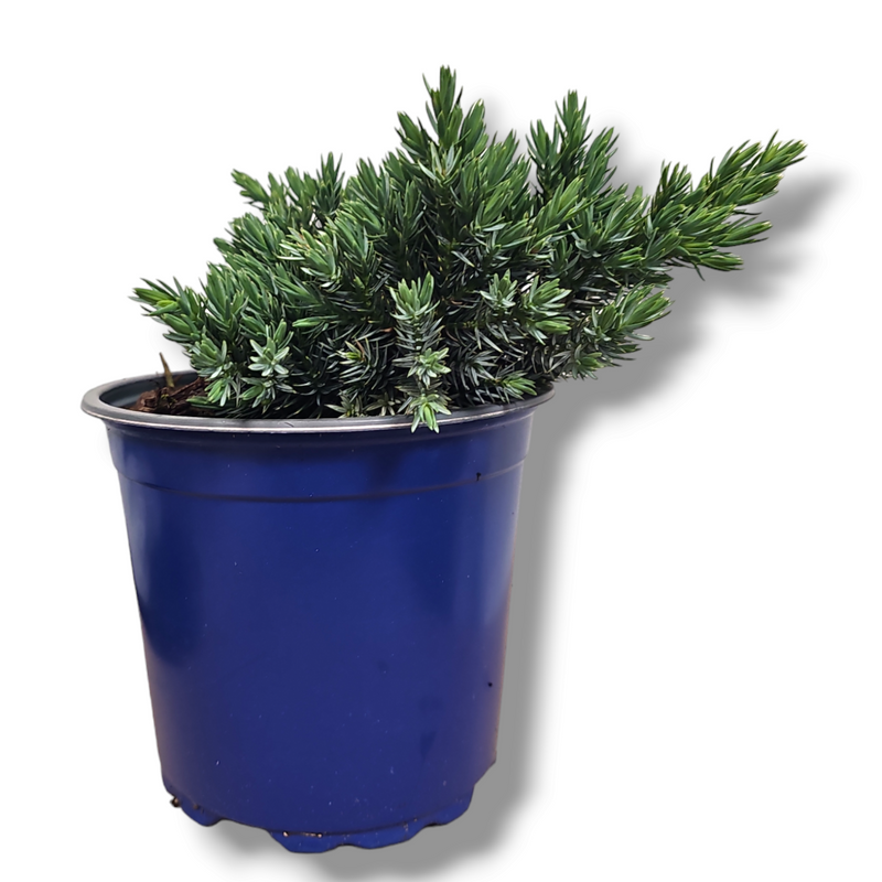 Juniperus squamata Blue star, srebrni brin