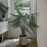 Alocasia Tigrini, alokazija