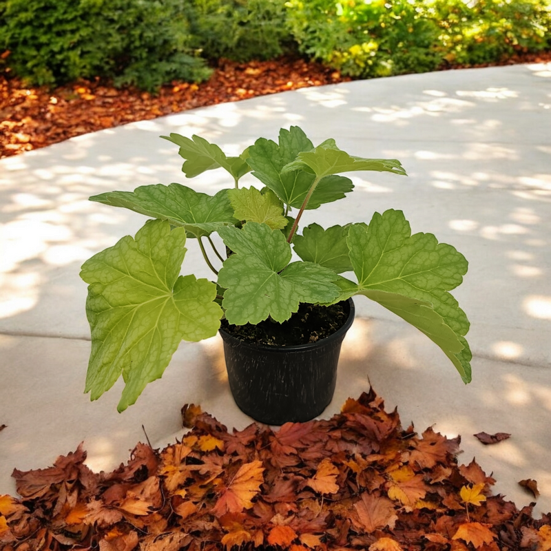 heuchera red lightning