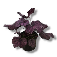 heuchera forever purple