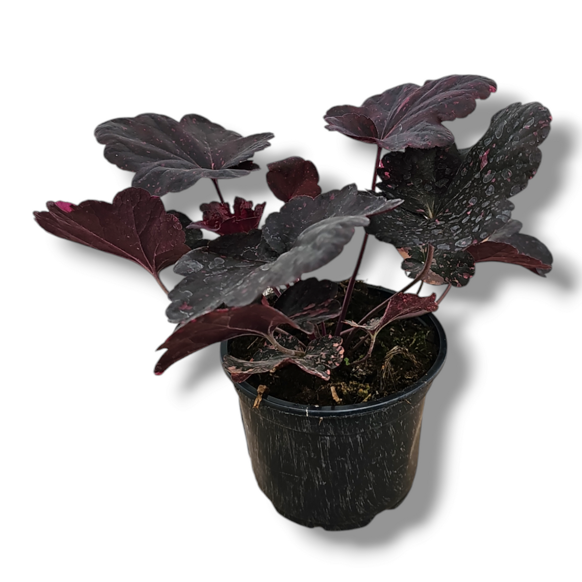 heuchera  midnight rose