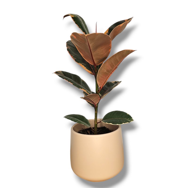 Ficus Elastica Belize, Fikus Gumovec