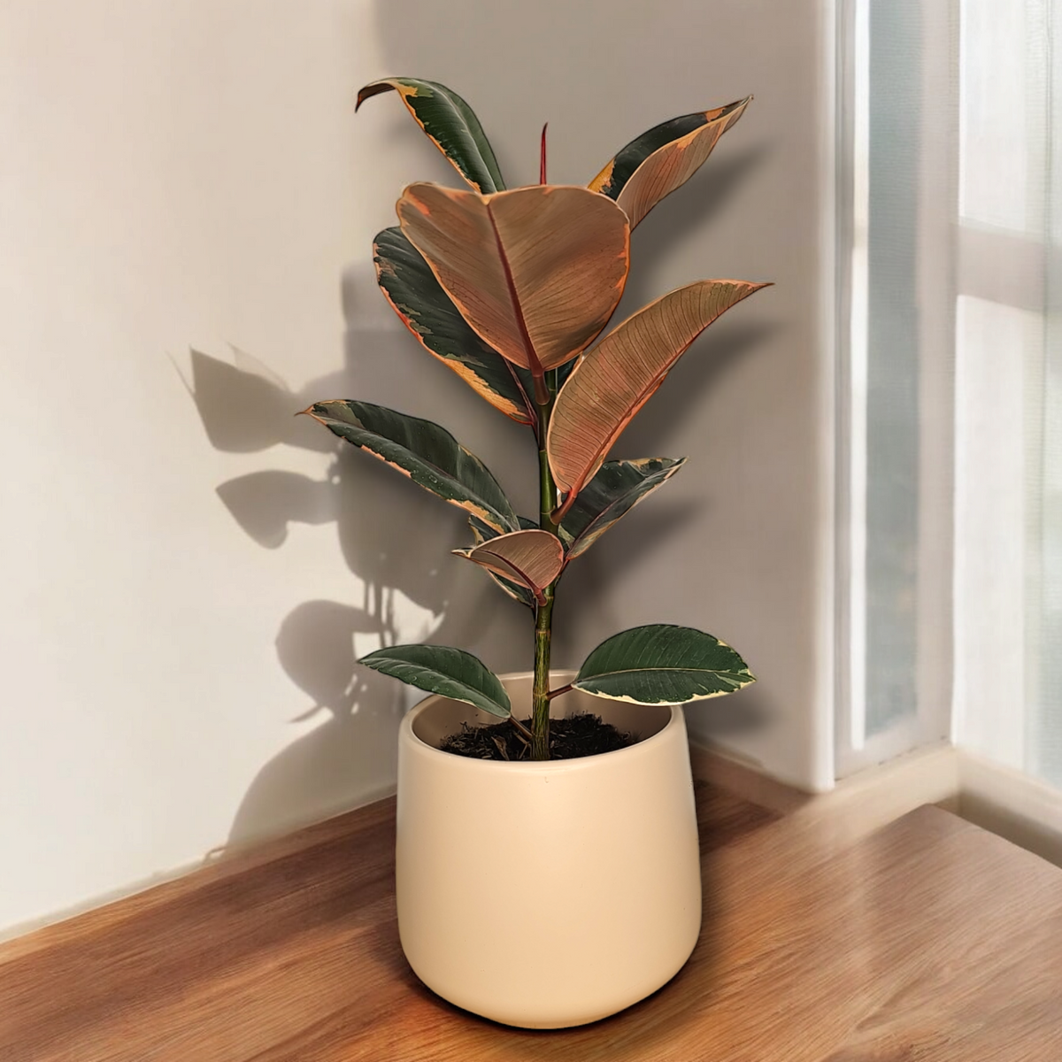 Ficus Elastica Belize, Fikus Gumovec