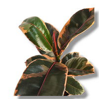 Ficus Elastica Belize, Fikus Gumovec