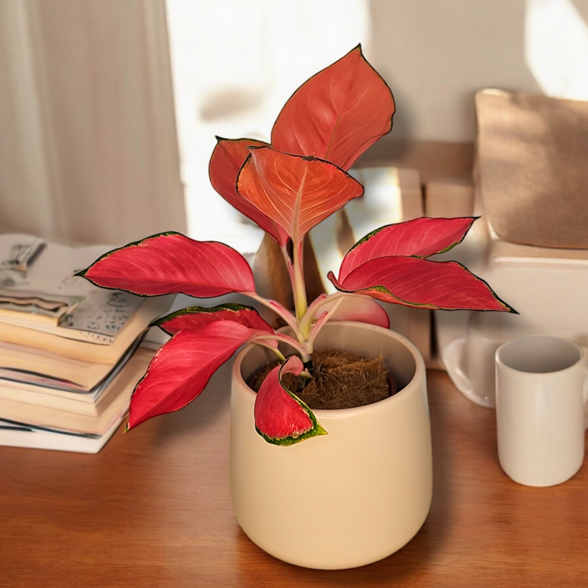 Aglaonema 'Flamingo', aglonema