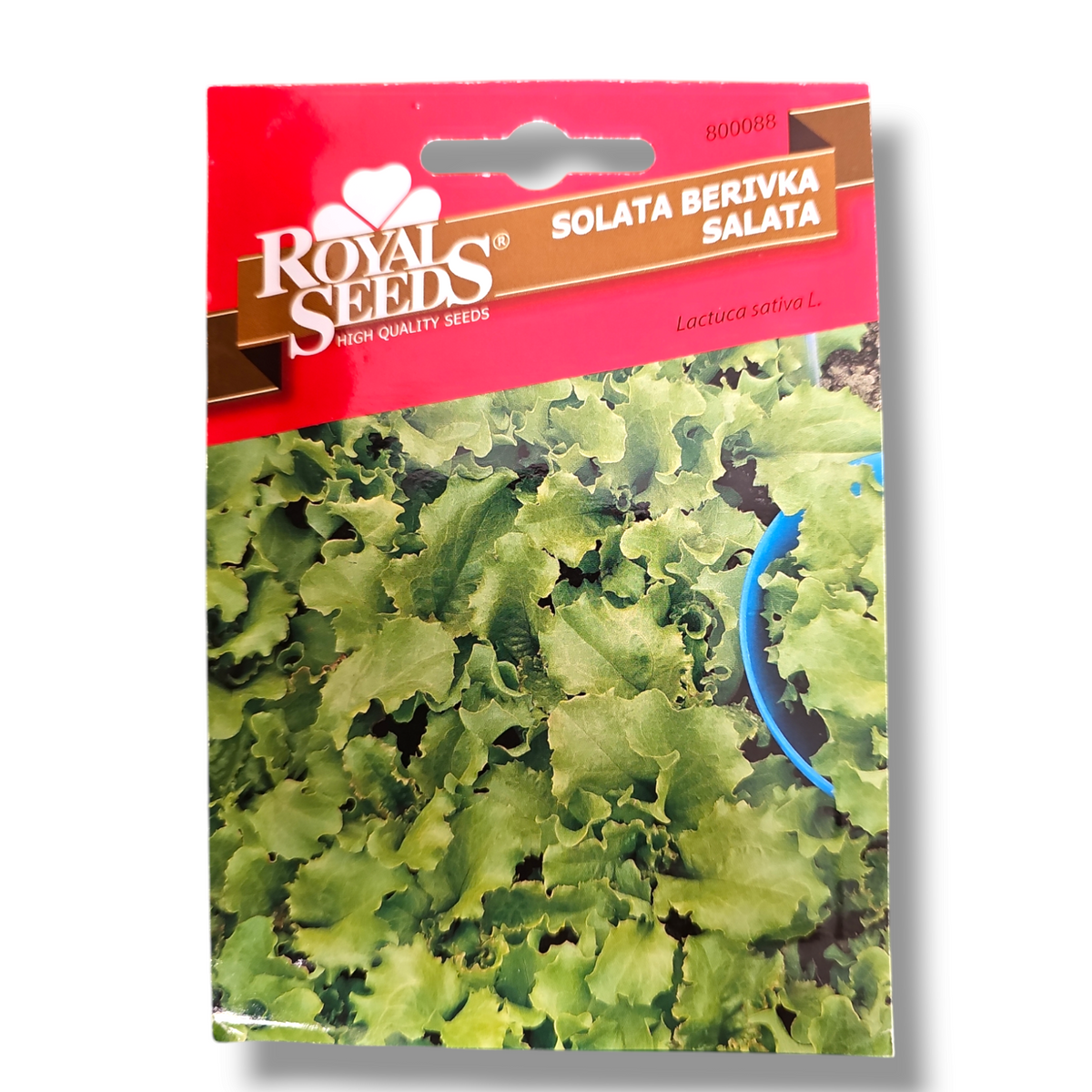 Solata Berivka Royal Seeds