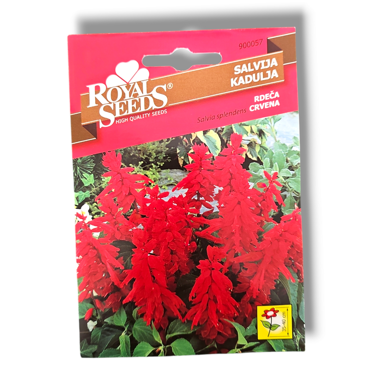 Salvija rdeča Royal Seeds