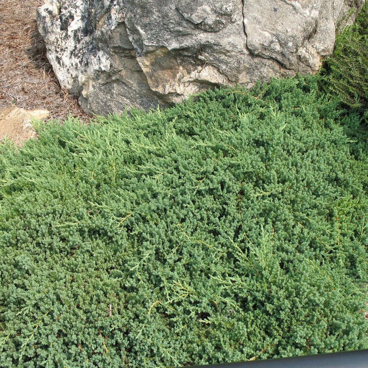 Juniperus procumbens 'Nana' brin