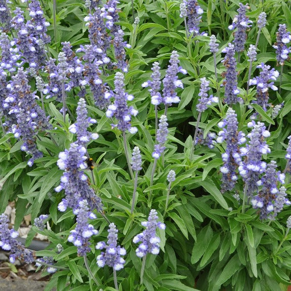 Salvia farinacea Arctic blue, Modra salvija