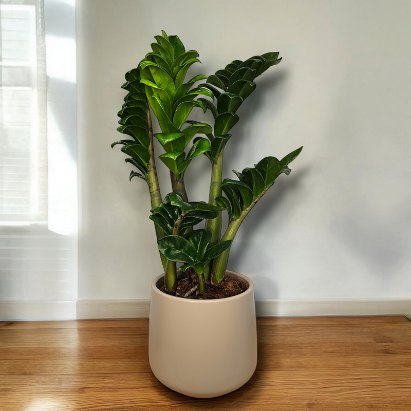 Zamioculcas, Zenzi