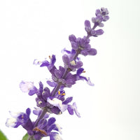 Salvia farinacea Arctic blue, Modra salvija