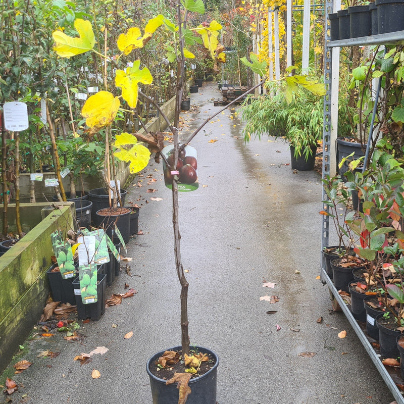 Ficus carica Brogiotto Nero, Smokva figaFicus carica Brogiotto, Smokva figa