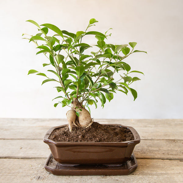 Lonec za bonsai