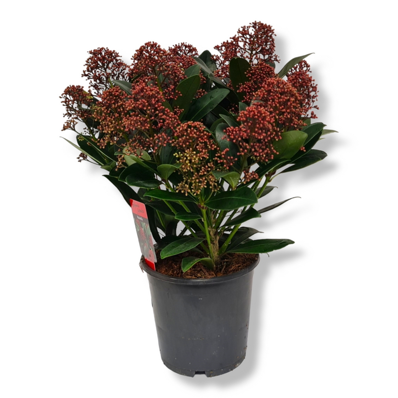 Skimmia japonica Rubella Japonska skimija