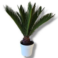 Cycas Revoluta Cikas palma ali palmova praprot